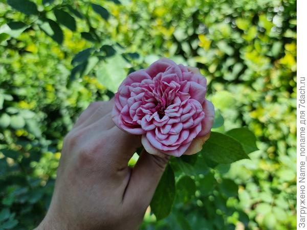 Фото 2 (на стадии горения на солнце)