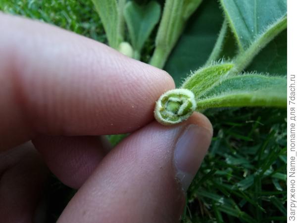 Фото вблизи, что внутри