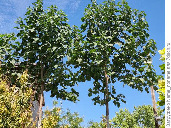 Фото от 7 сентября 2025 года