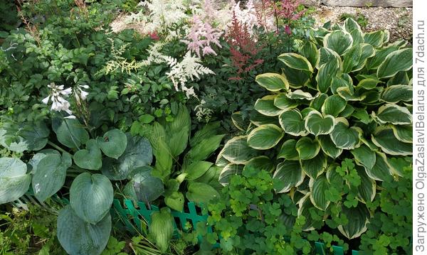 Хосты(Ушек мыши не видно, но они там ;)