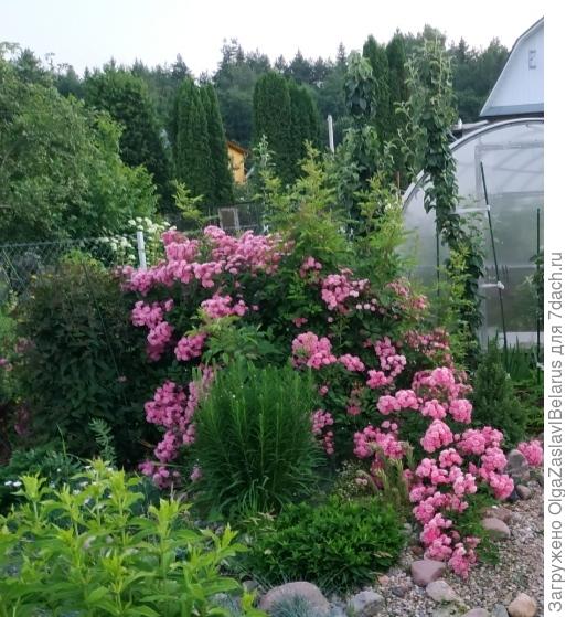 Роза Фейри, вербейник слева, на переднем плане по центру - астра :)