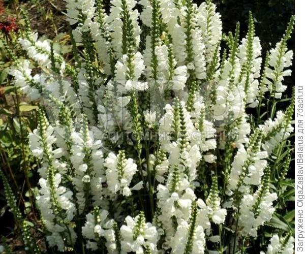 хелоне obliqua alba (из интернета)