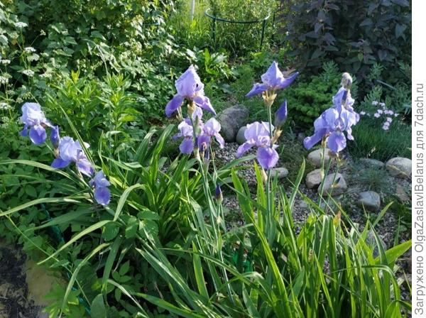 Ирис голубой (сорт не определен)