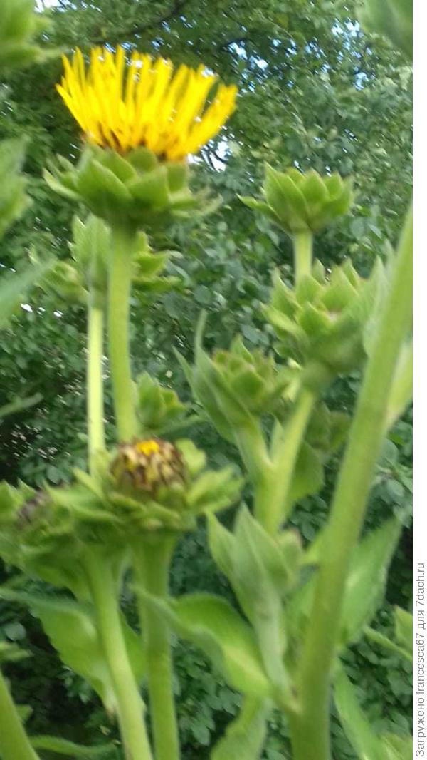 Может по этим будет лучше видно что это