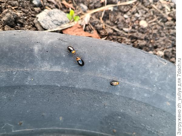 Вот поближе