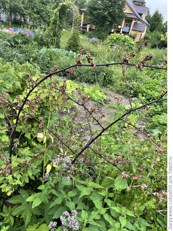 Ежевика с другой стороны от грядок ~5 метров