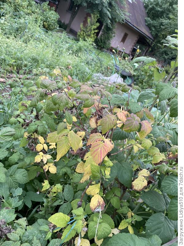 Малина желтеет и сохнет