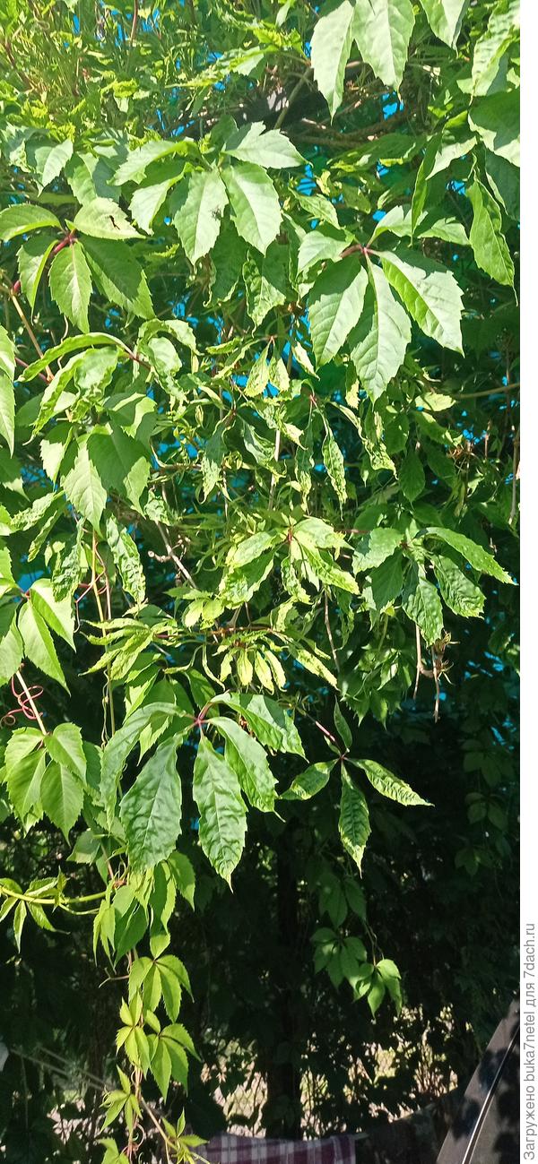 девичий виноград