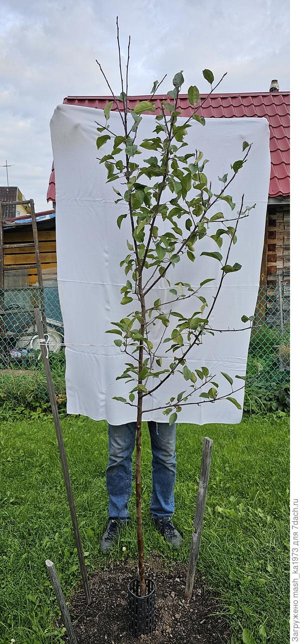 Яблоня с другого ракурса