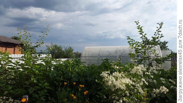 Хабаровский и Северный триумф