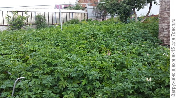 немного здесь картохи