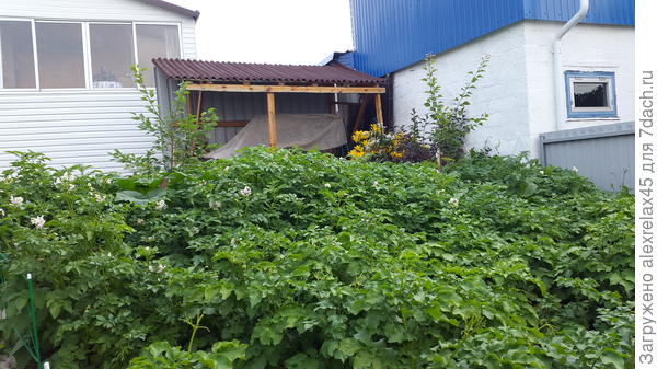 и здесь чуток, часть территории отдал абрикосикам