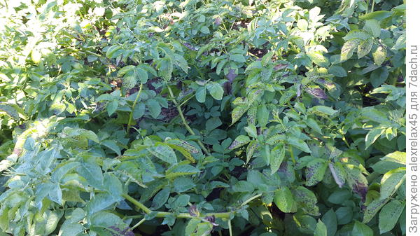 Такой вот забитый....