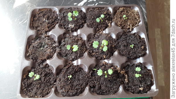 Есть потери бойцов, но с трех кювет норм. будет