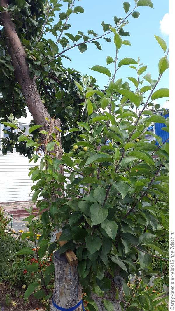 Растем дальше....ближняя похоже точно яблоня....саму на себя привил