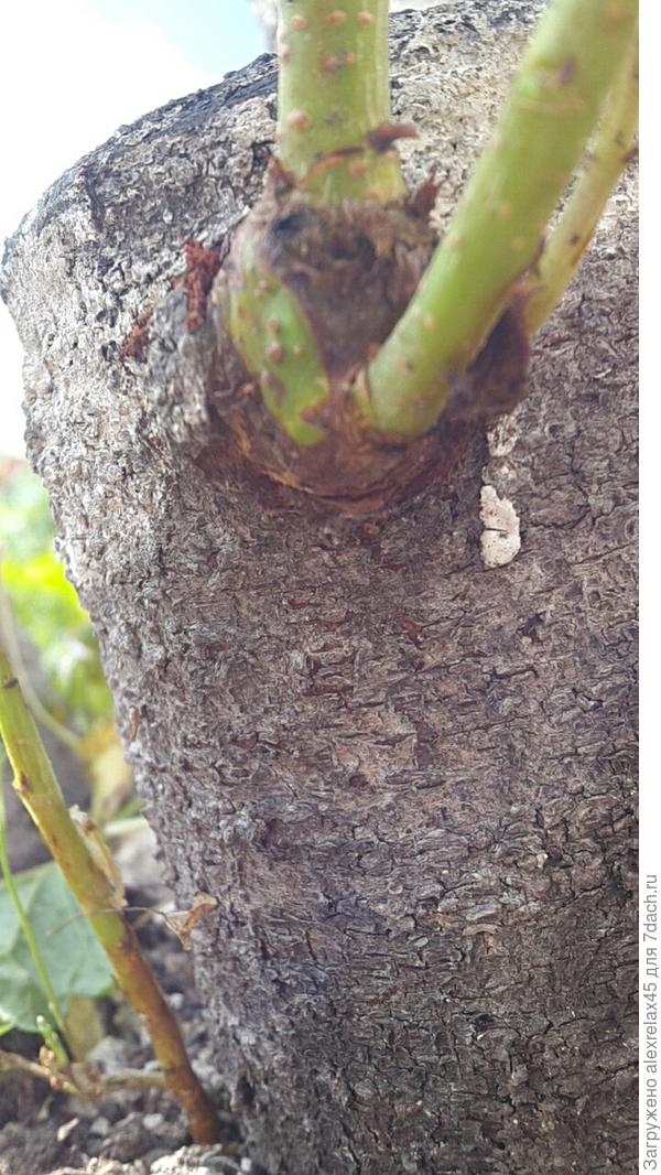 Это вишня волчок выбила или прививка ?