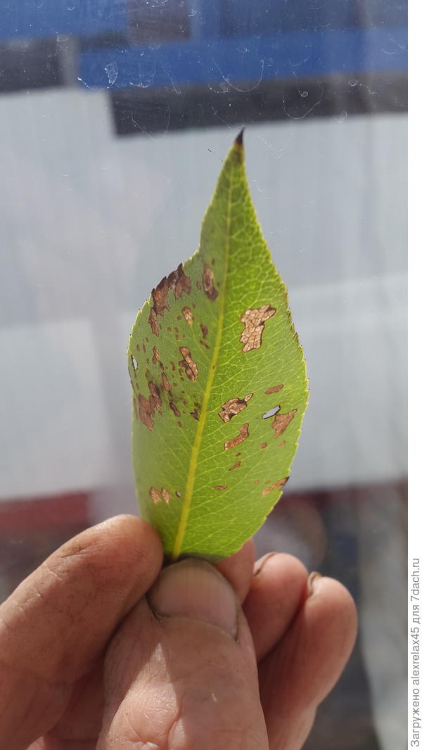 прозрачные на просвет