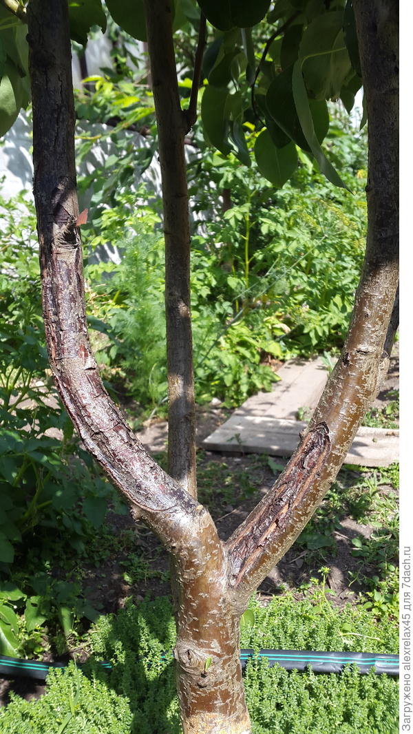 Не очень похоже на бактериальный ожог