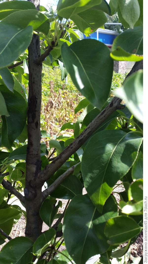 Продольные почернения на коре