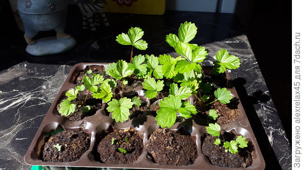 Скоро на грядку