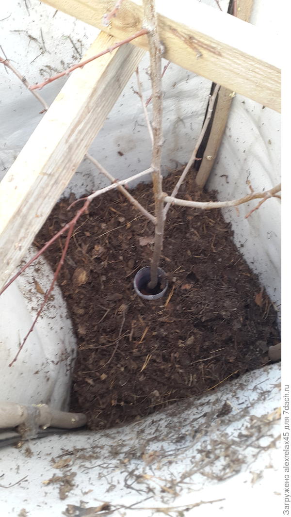 Кусок пластиковой бутылки от влаги и мышей + 15-20 см. хвойного опада