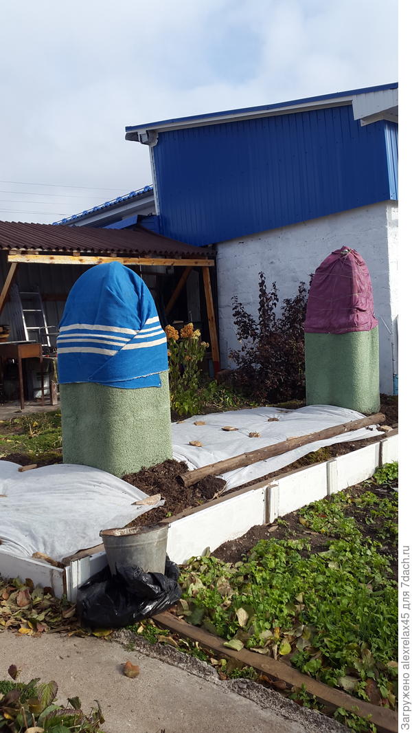 Здесь уже сделал. Кустики высажены между укрытыми на зиму абрикосами.