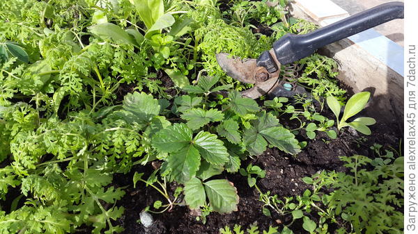 Для наглядности рядом с секатором.