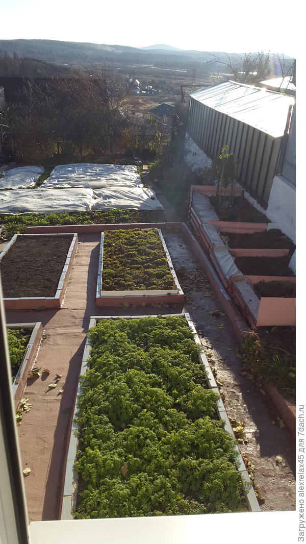 Ближняя грядка - фацелия, подальше - чеснок под мхом.