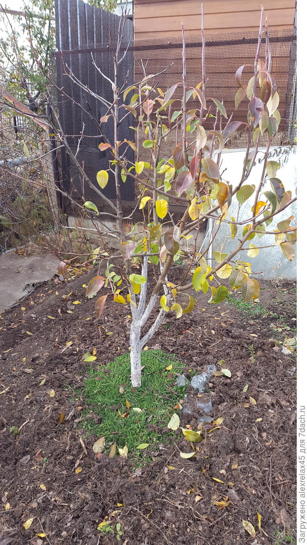 Груша (название не помню), получившая морозобоины и потерявшая центральный ствол, в середине очиток, вокруг опять же хвойный опад, ствол белить не буду. Хочу обмотать лентой из спанбонда.к