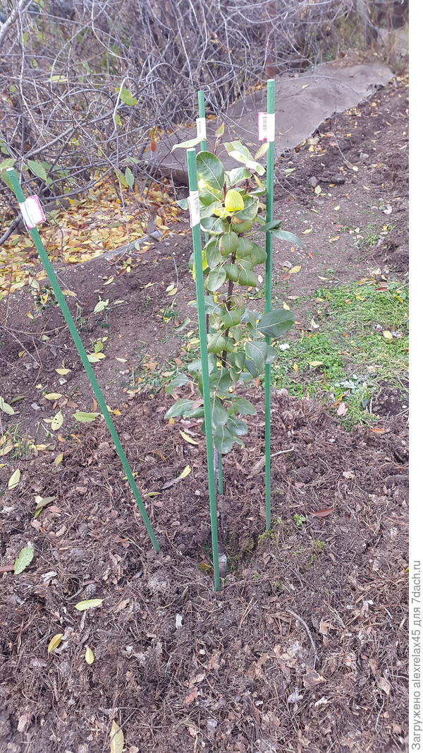 Груша "Сказочная", после посадки в мае перенесла июньскую пересадку, поэтому в рост тронулась поздно и нехотя, присыпал вокруг хвойным опадом, укрою сверху позже