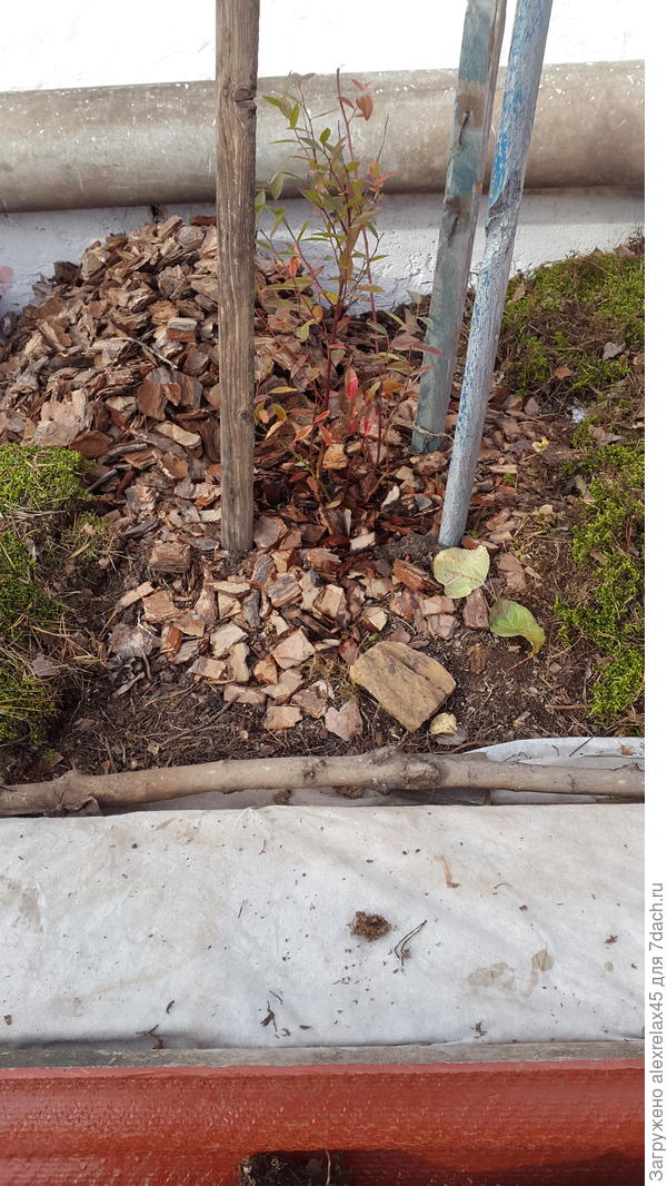 Голубика "Блюкроп". Брал в "Светофоре" в сентябре. Там уже вся осыпалась. А у меня никак не хочет с листиками расставаться .