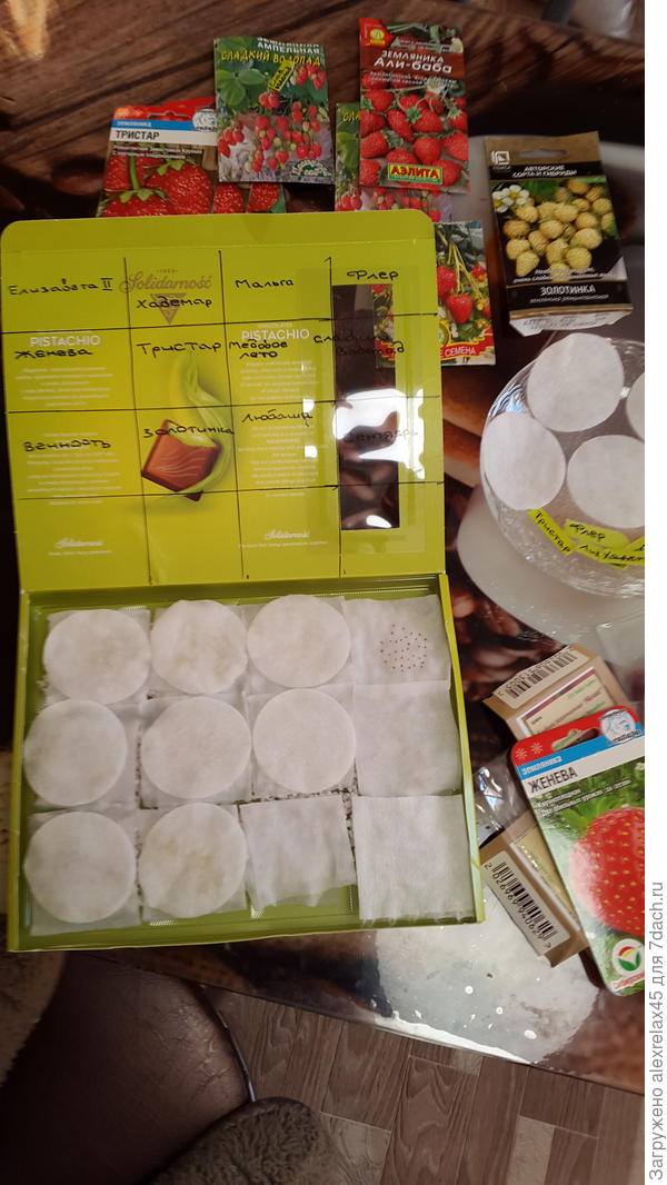 Снизу в ячейках по ложке перлита для влаго- и воздухообмена. На нём салфетки, семена. Сверху , сорян, ватные тампоны. От марганцовки, перекиси и эпина отказался. Провел дезинфекцию кипятком всего кроме семян. В холодильник в овощной ящик. Время от времени буду увлажнять из пульверизатора, если подсохнет. Если попрут раньше времени ( в чём не уверен ) - буду рассаживать под подсветку.