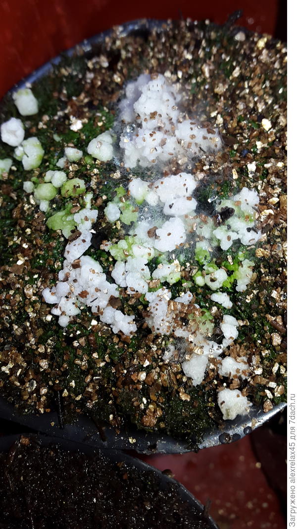 Вот здесь зелень атаковала перлит, возможно он ещё недостаточно заселён биопрепаратом.... или водоросли взяли верх