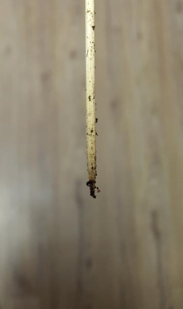 Зубочистка вышла из грунта такой, но грунт у меня реально очень рыхлый, даже не знаю...это норм для &quot;пушистого&quot; грунта ?