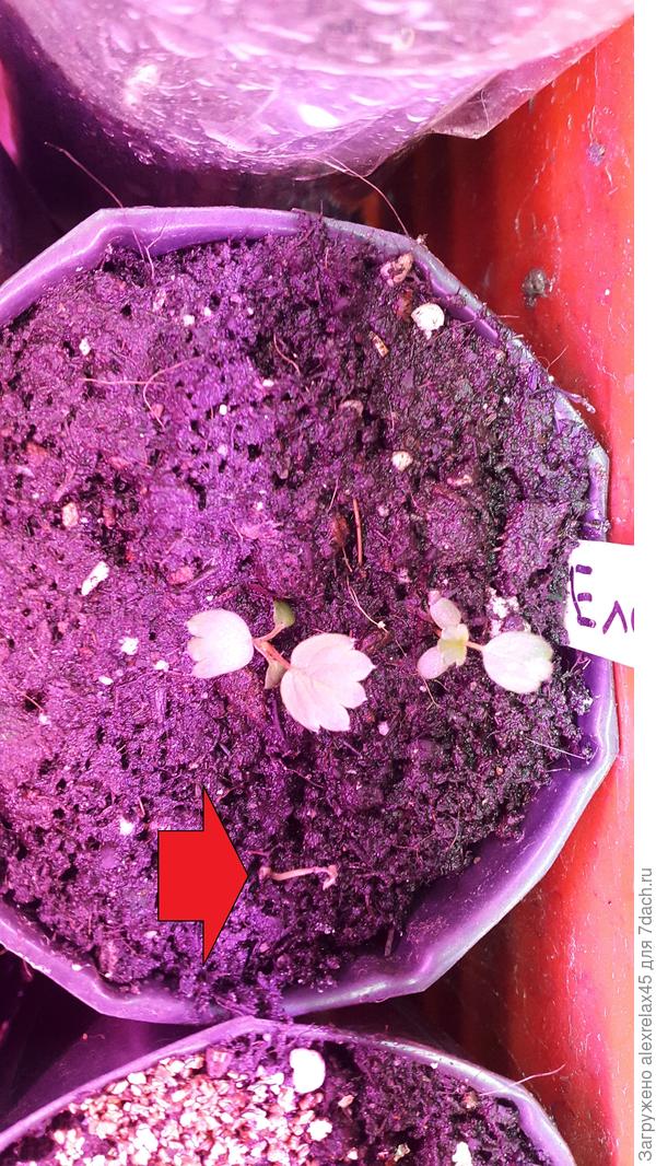 Но вдруг начали появляться единичные &quot;заморыши&quot;