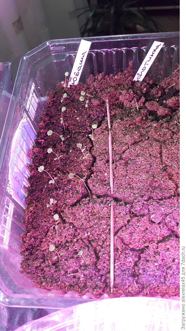 Вот это : излишки. Уже не поливаю, не накрываю... в утиль. Ещё столько же всходов &quot;Сентябрьского сюрприза&quot; в другой плошке, там прикрыл. Если не заберут - тоже в утиль.