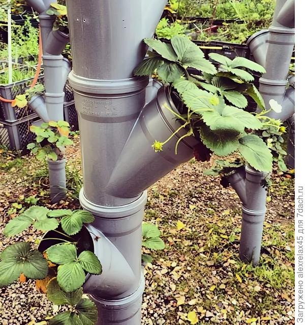 Такой вариант сразу исключаю, и как они до этого додумались ? Как можно совместить прекрасное с .... Прошу прощения за такую картинку, лучше бы я её не видел.