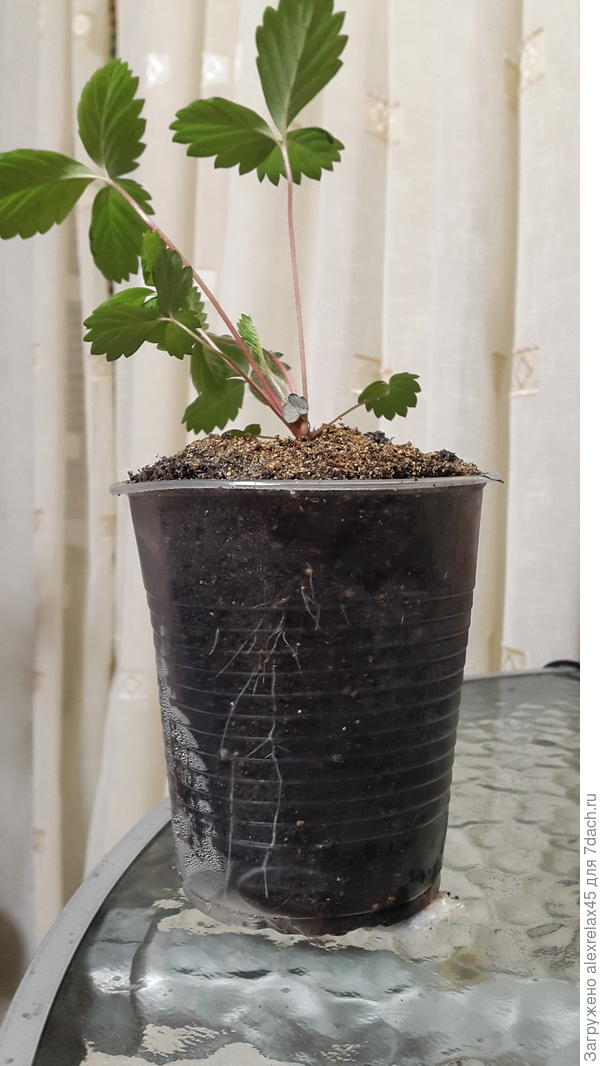 Вот здесь видно корни. &quot;Любаша&quot; 1 месяц 20 дней после посева. Перевалка из квадратных горшков в круглые 500 мл. стаканчики с моим тяжелым грунтом, спрессовавшимся в плотный ком, пошла немного не по плану. Утрамбовать для удаления воздушных пузырей не получилось. Побоялся травмировать корни , оставил как есть. Стоит на северном окне, подсвечиваю мало и редко. Кстати : при пикировке малюсенькой крупноплодной с тремя крохотными настоящими листиками длина корней была до 5-6 см.