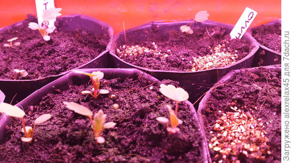 А вот это из промышленного питомника. Всхожесть не 100%, думаю только потому, что это для них небольшой &amp;quot;прикорм&amp;quot; по деньгам. Отбраковки семян не было никакой, и это хорошо видно при увеличении под лупой. Но.... сила самих всходов при сравнении с магазинными просто удивляет.