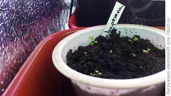 Вот это : лучшее, что смог получить из магазинной крупноплодной. Остальные или не взошли, или загнулись.....