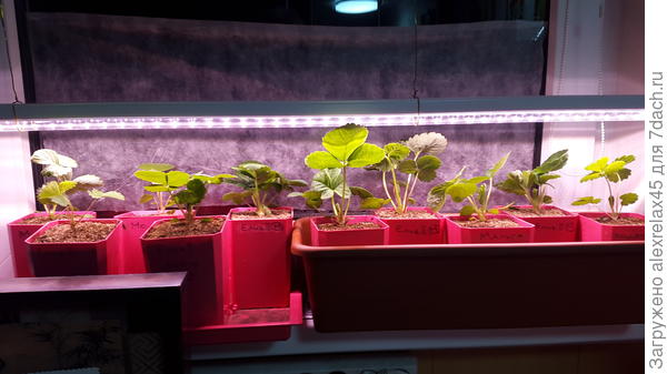 Прорядил, сейчас им просторнее.