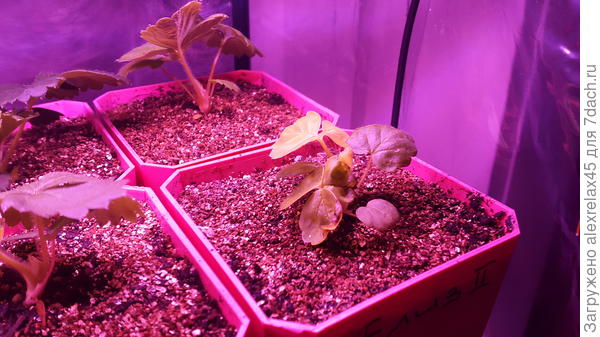 Глядя на такой кустик подневольно хочется что-нибудь предпринять, прежде, чем списывать в утиль.