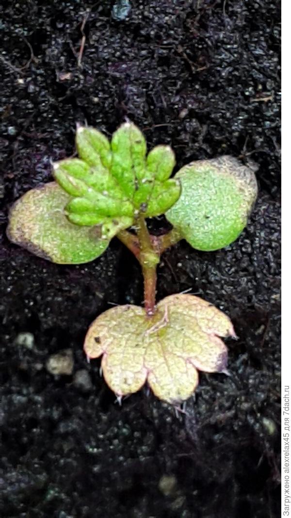 Саммер бриз роуз от &quot;Гавриш&quot;, первый настоящий листик зажелтел. Всего три всхода из восьми семечек.