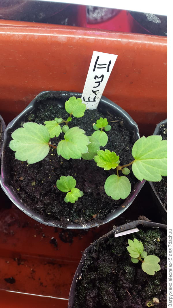 В таких же условиях семена от ЛПХ.