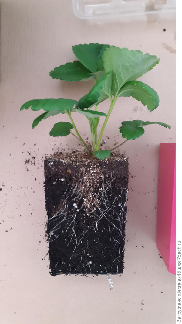 Четверых самых шустрых перевалил в 3.5-литровые горшки. Понасмотрелся блогеров, так они чуть ли не с ноября высевают....Пришлось открыть мешок грунта из &amp;quot;Светофора&amp;quot; за 150 р. На вид пакость...растюхи бы не убить, хотя я могу быстрее грунта сделать грязное дело с такими поливами.