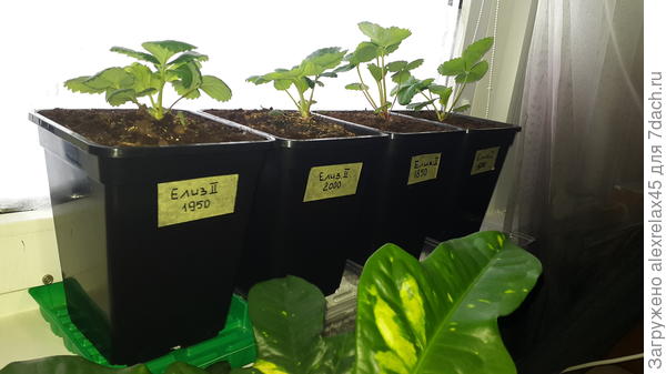 4 горшка - полмешка грунта !