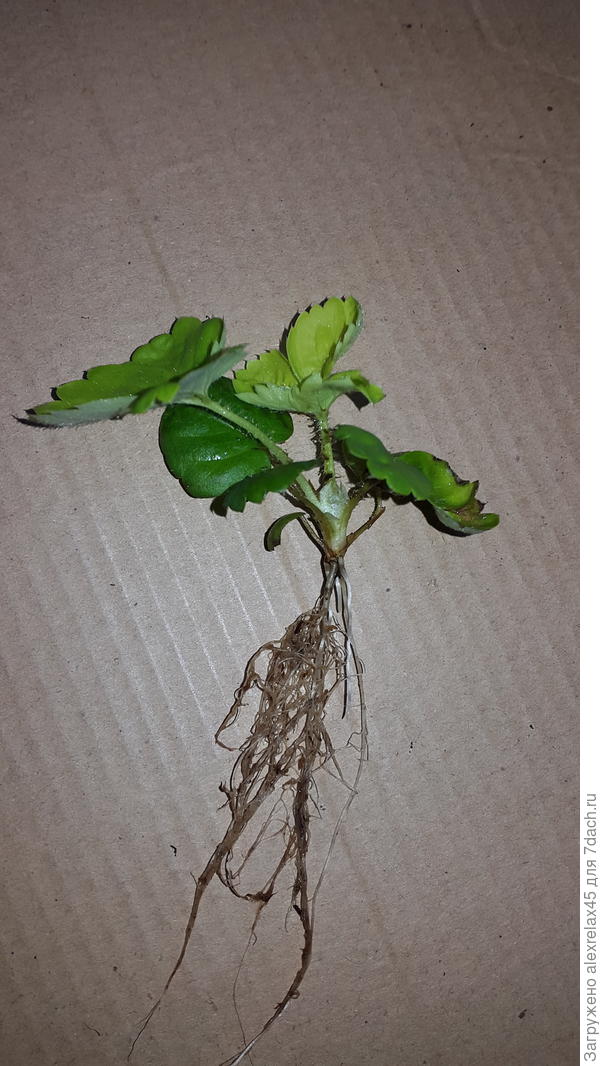 Кончик листика указывает на недостаток кальция, хотя мог по неосторожности обжечь кальциевой селитрой.