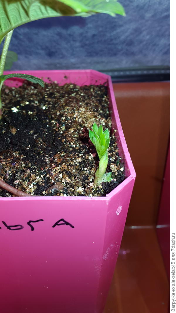 Прижал ус скобкой, пока изворачивается, укореняться отказывается