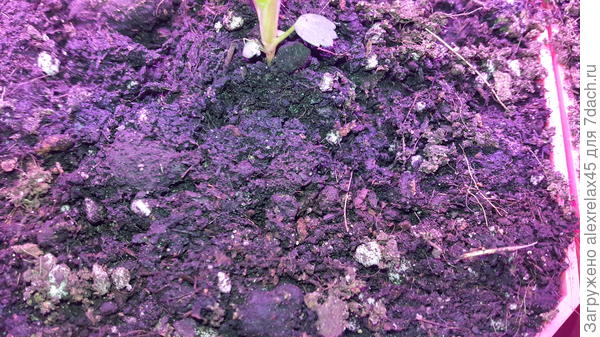 Так выглядят другие грунты от Питера, белые крупные включение - агроперлит