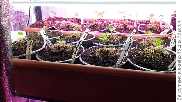 Четыре ближних от "Гавриша". "Варежка" - одна пачка, "Саммер бриз" - 2 пачки по 4 семечки ( 3 всхода )